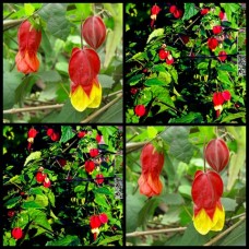 Chinese Lantern Little Imp x 1 Plants Flowering Maple Trailing Brazilian Bellflower Deciduous Shrubs Flowers Abutilon megapotamicum